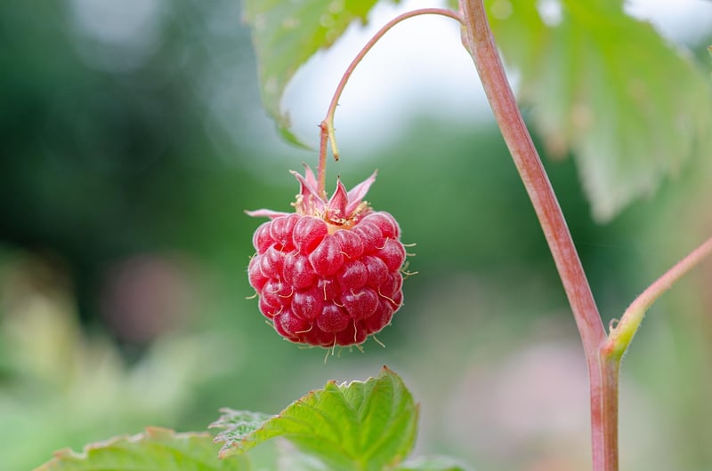 Raspberry Cheesecake